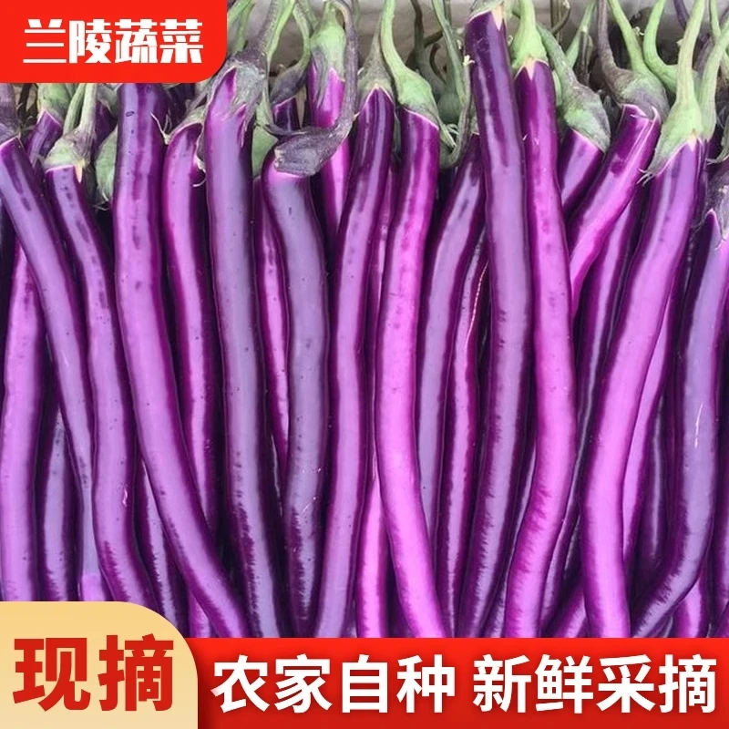 红线茄杭茄长线茄茄子农产品食品蔬菜制品生鲜