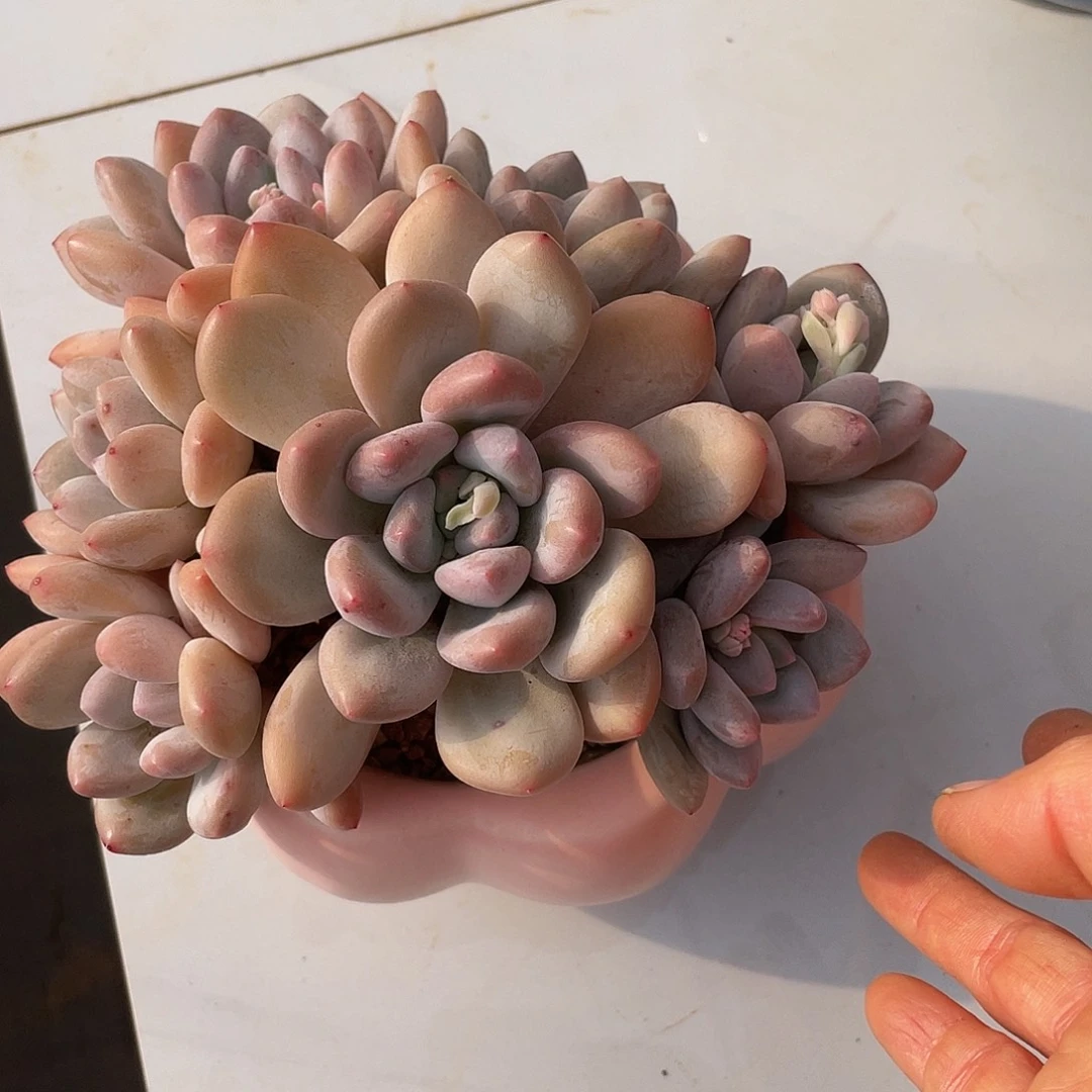 香水多肉多肉多肉