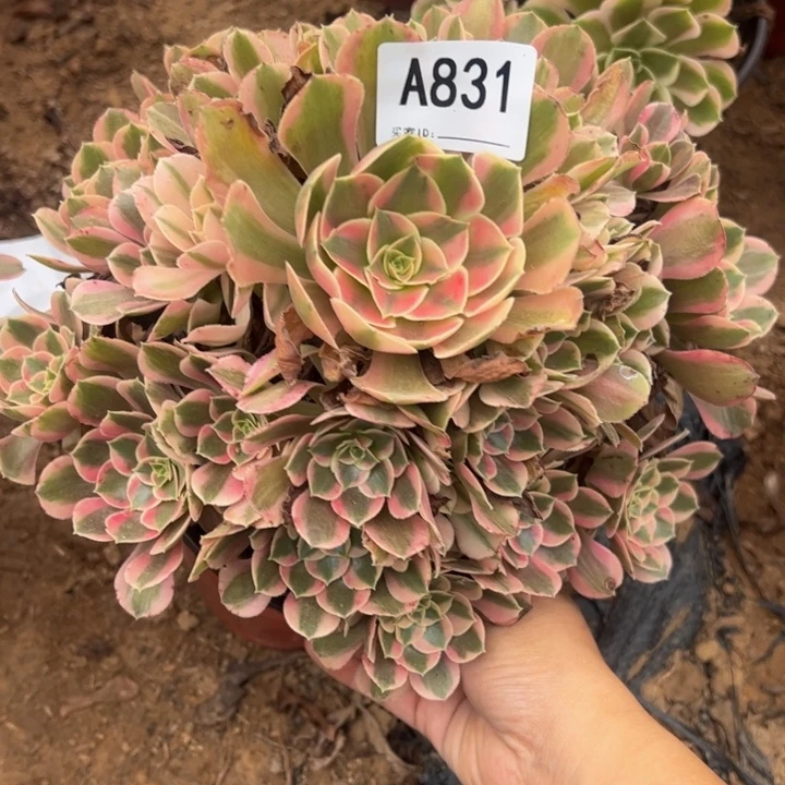 粉女郎多肉植物831.