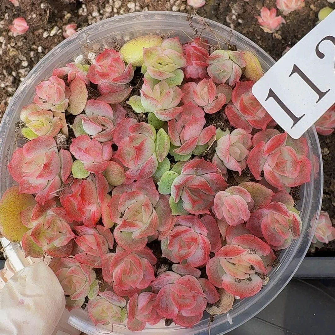 多肉植物多肉植物112