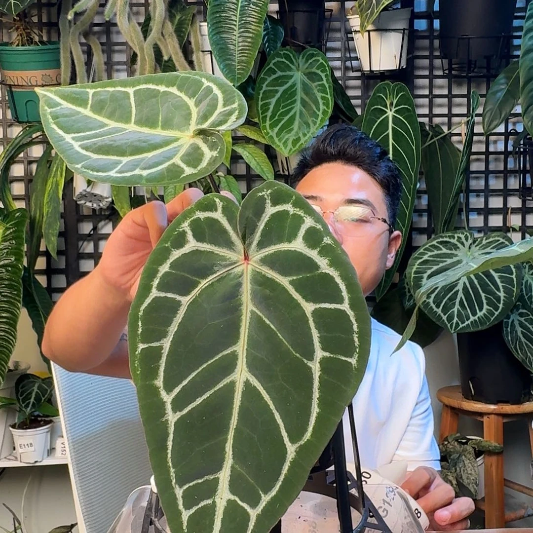 无花朵柒*夜一物一拍G123