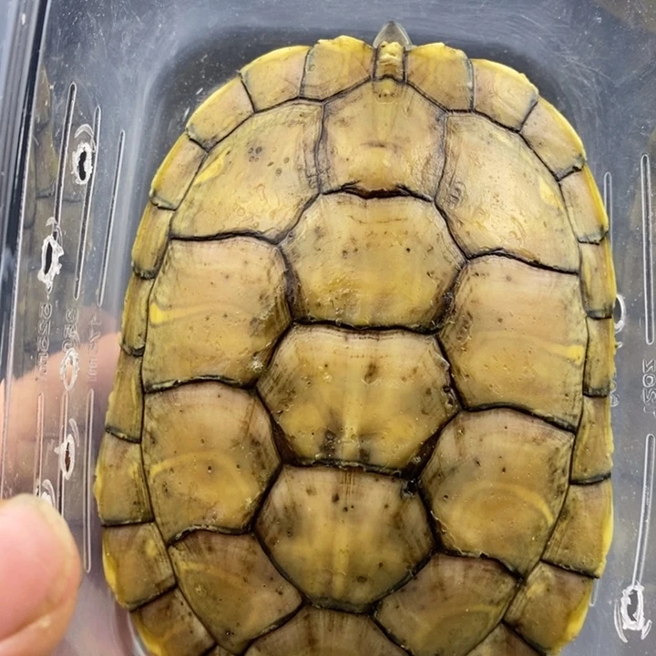 巴西彩龟母666666