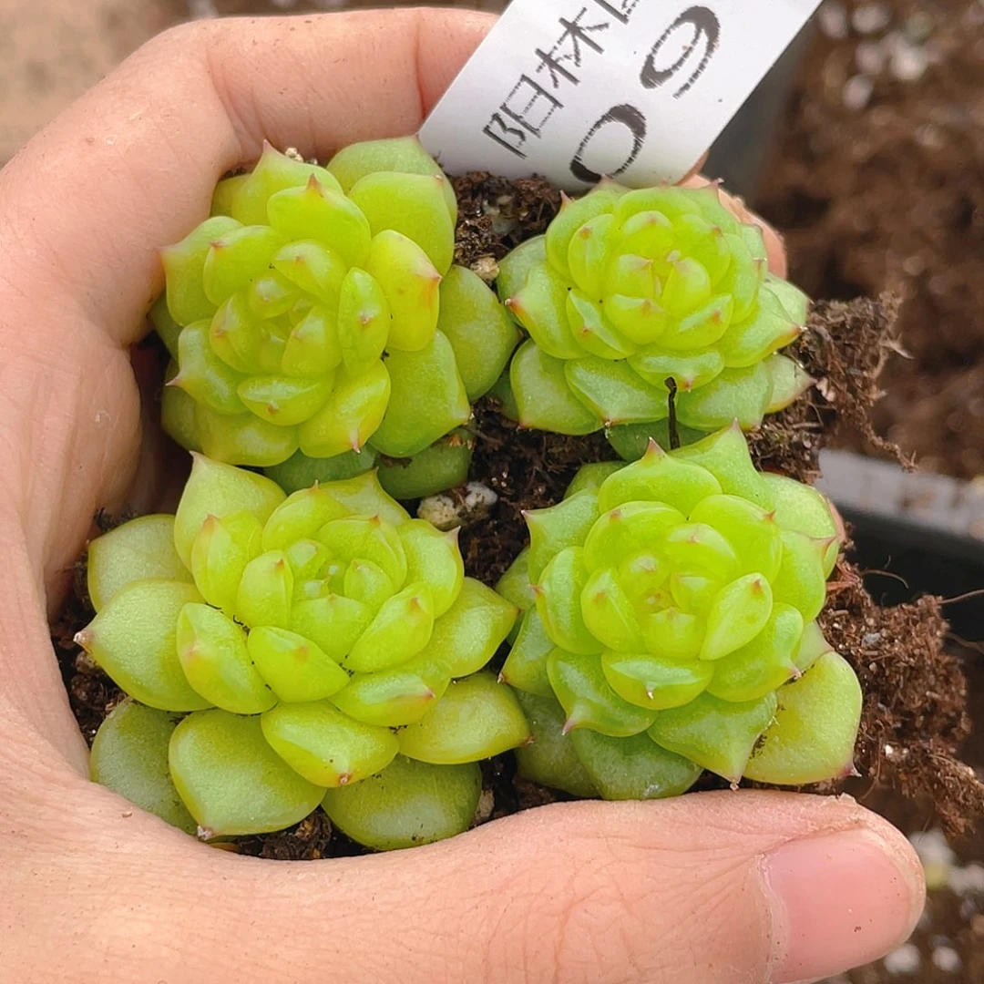 多肉植物多肉植物97
