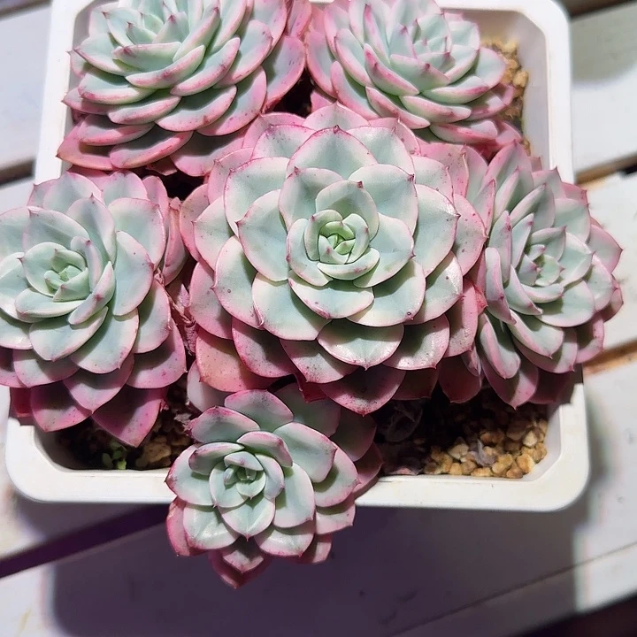 奶油黄桃锦多肉植物