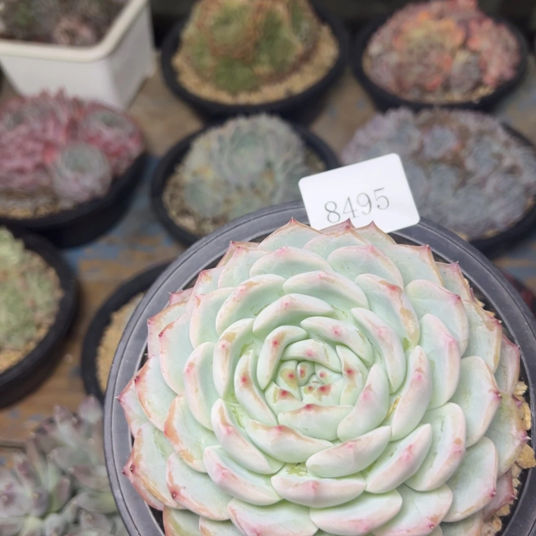 可***头8495肉多哦哦哦度肉多哦