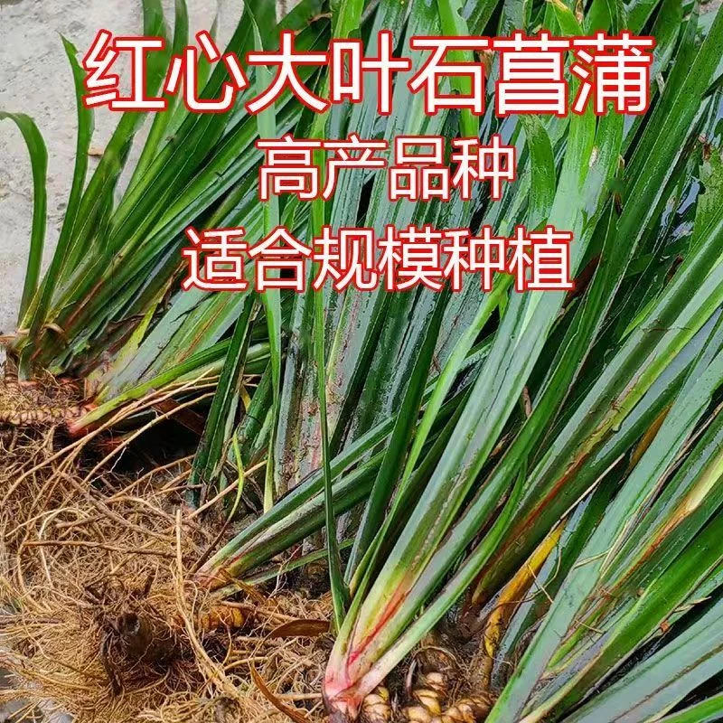 正宗红心大叶石菖蒲种植苗 石菖蒲种植苗批发 大宽叶石菖蒲种苗苗