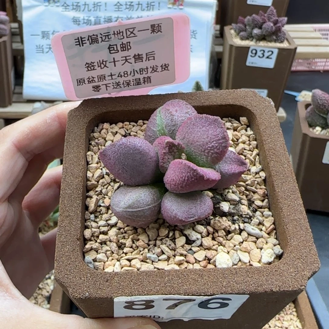 876赛猪肝多肉植物