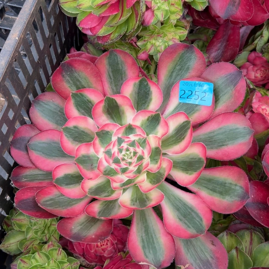 平**好2252爱丽丝多肉植物系