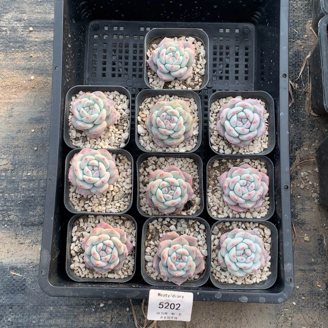 特5202星影单头4厘米左右10颗一组脱土发