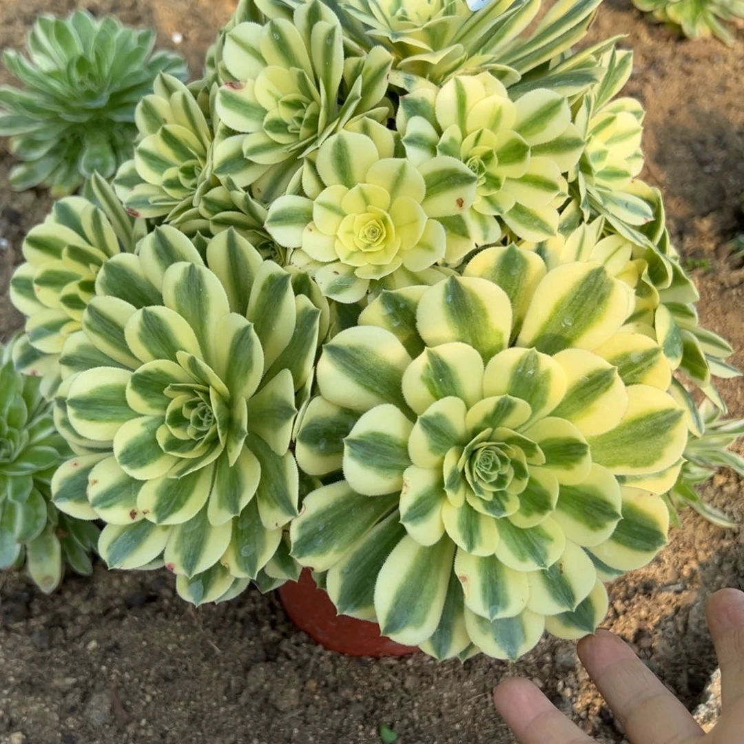 103迈巴赫多肉植物山东发