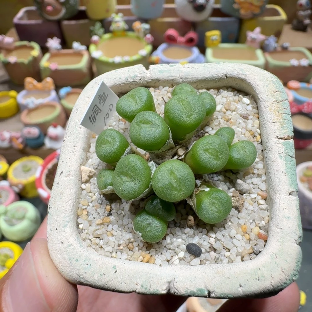 蘑菇1064铜壶多肉植物