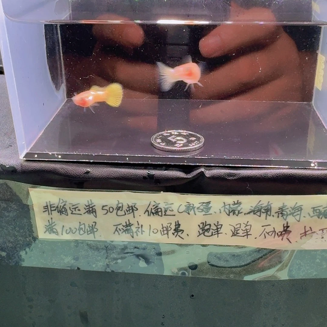 孔雀鱼黄金玻璃猫