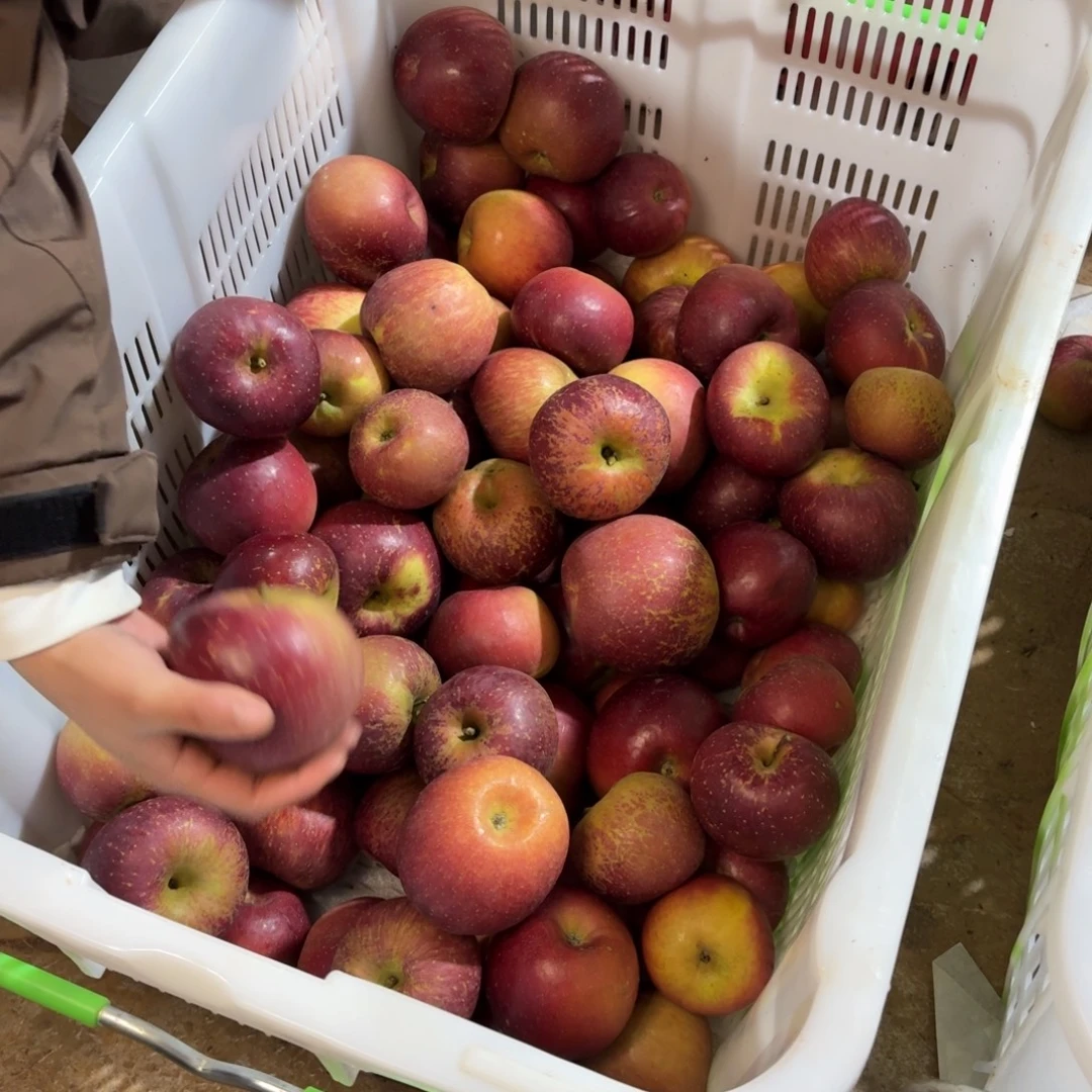 丑苹果5斤的混装大中小福利