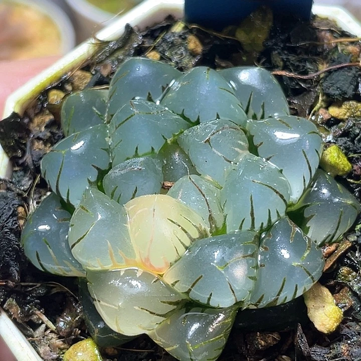 558水中月特选福利
