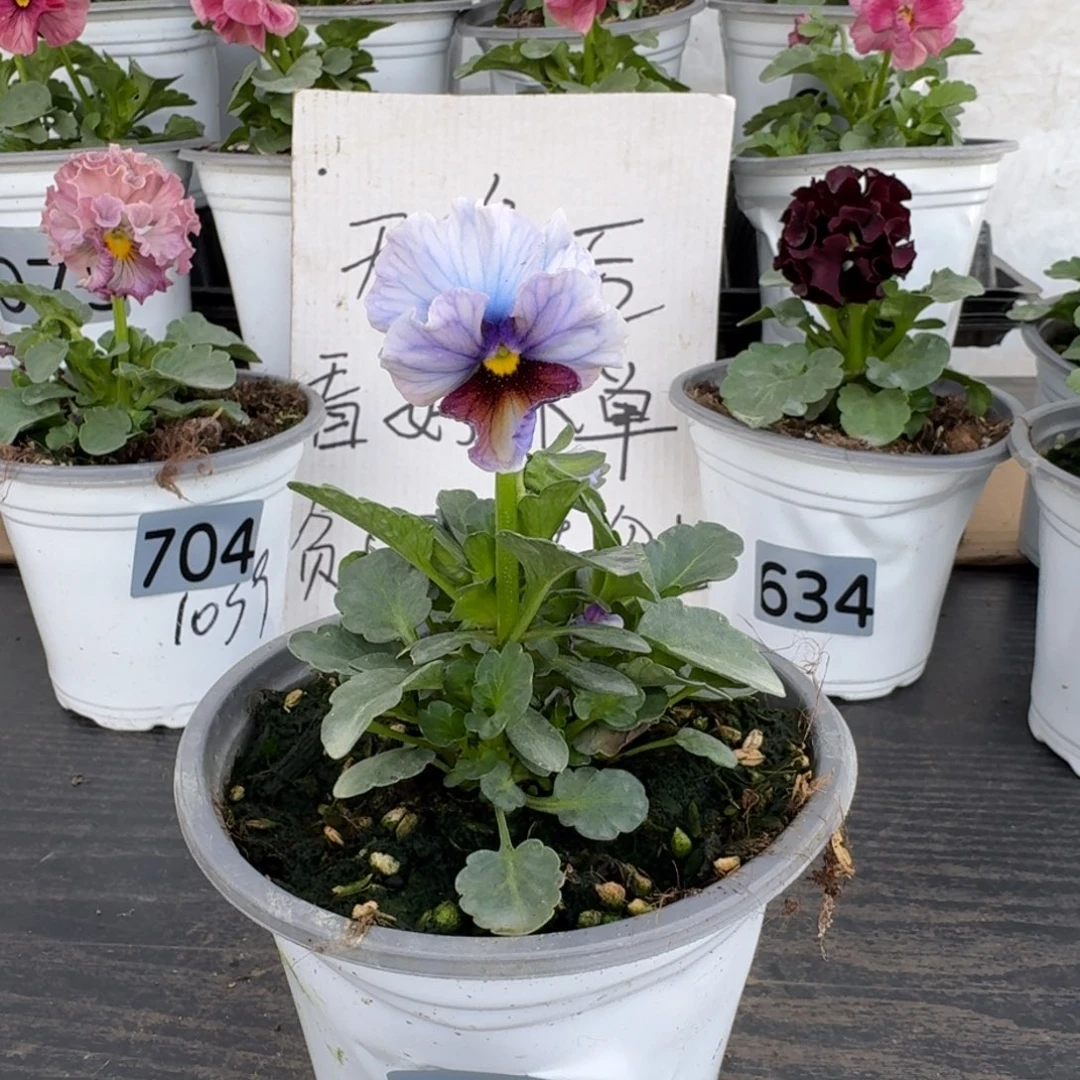 全部花朵807号江源