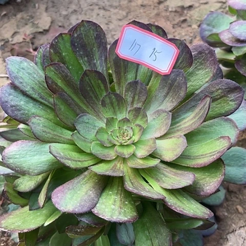 多肉植物花月夜117