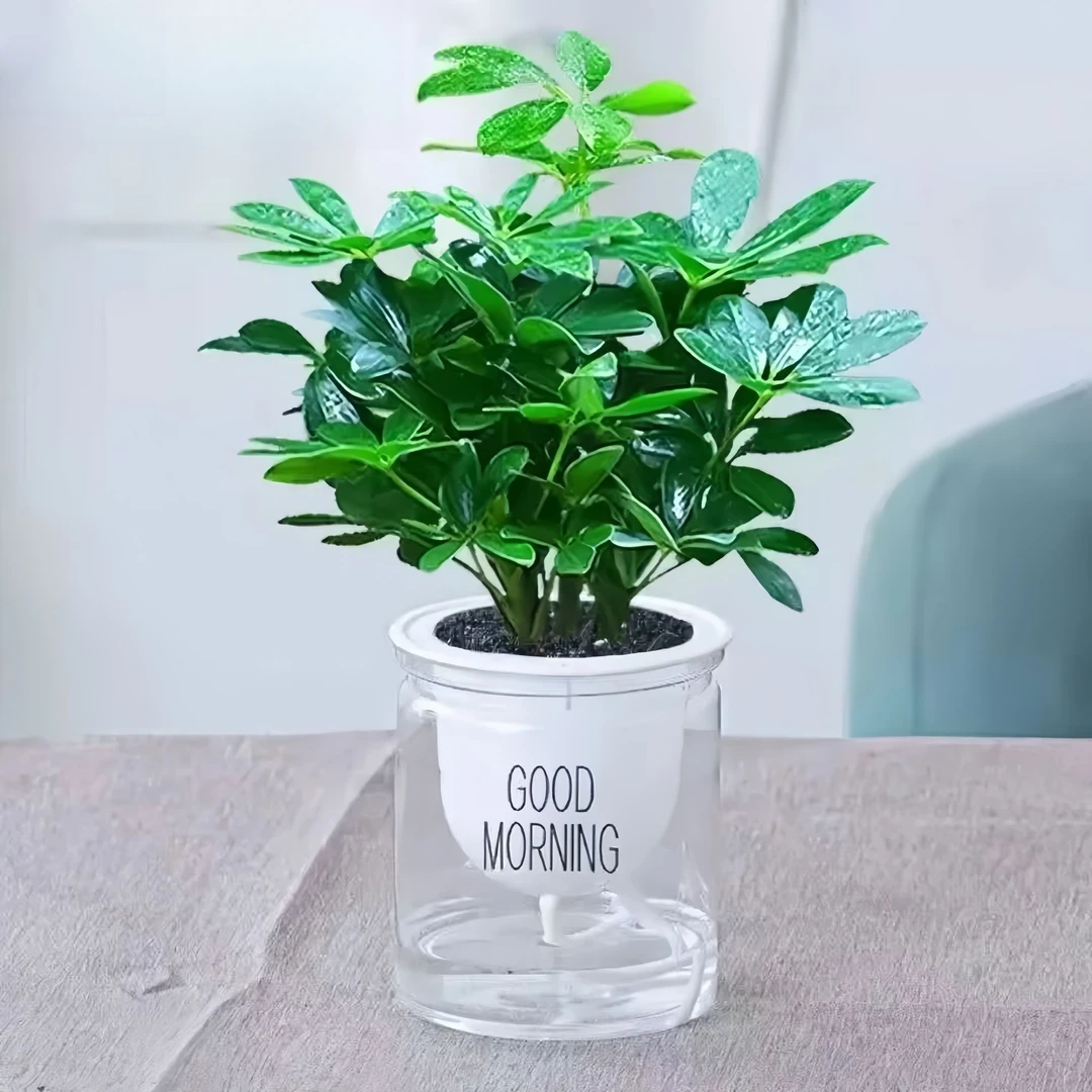 鸭脚木苗四季常青植物七叶莲苗盆栽绿植室内花卉八方来财净化空气