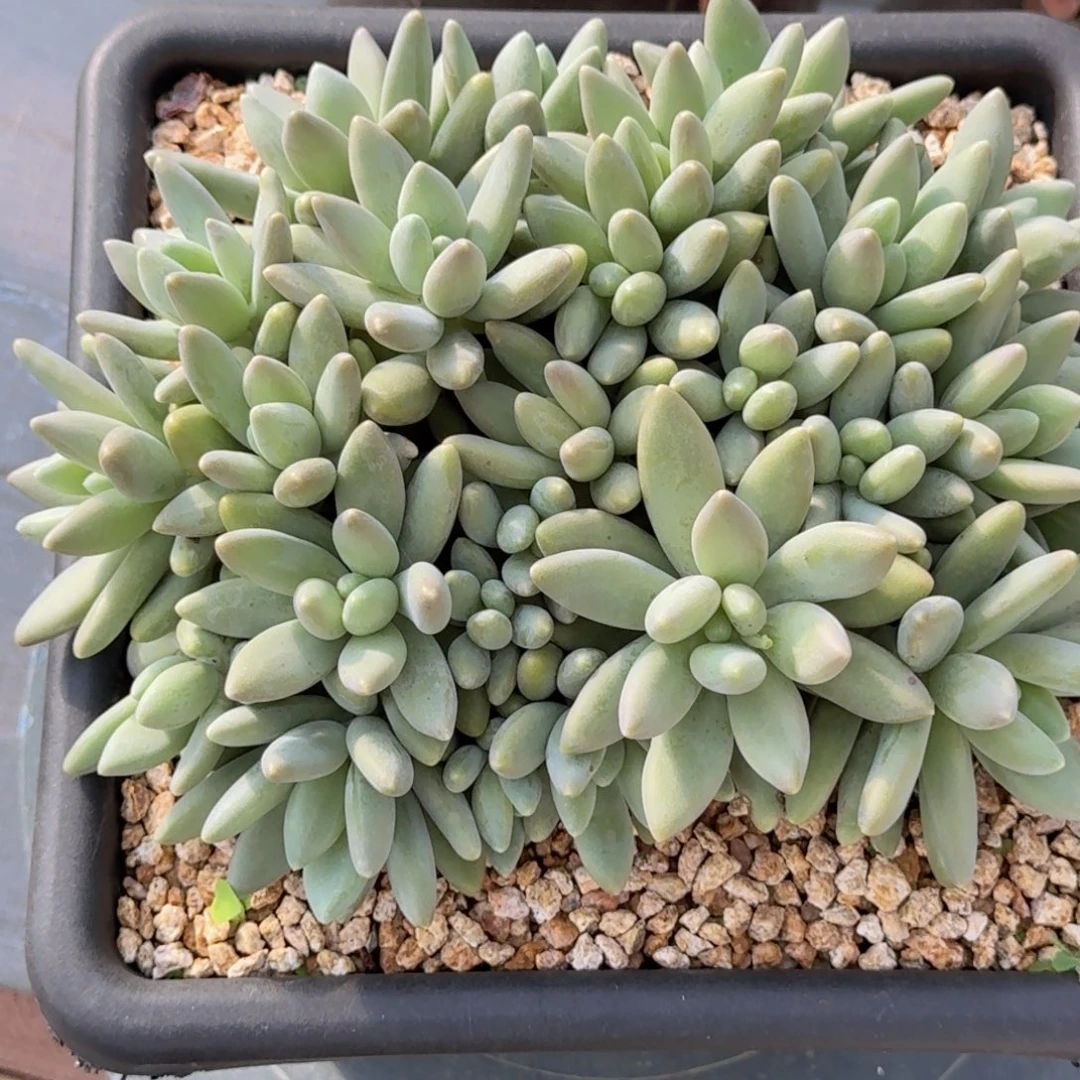 月***面白兰地精品老桩多肉