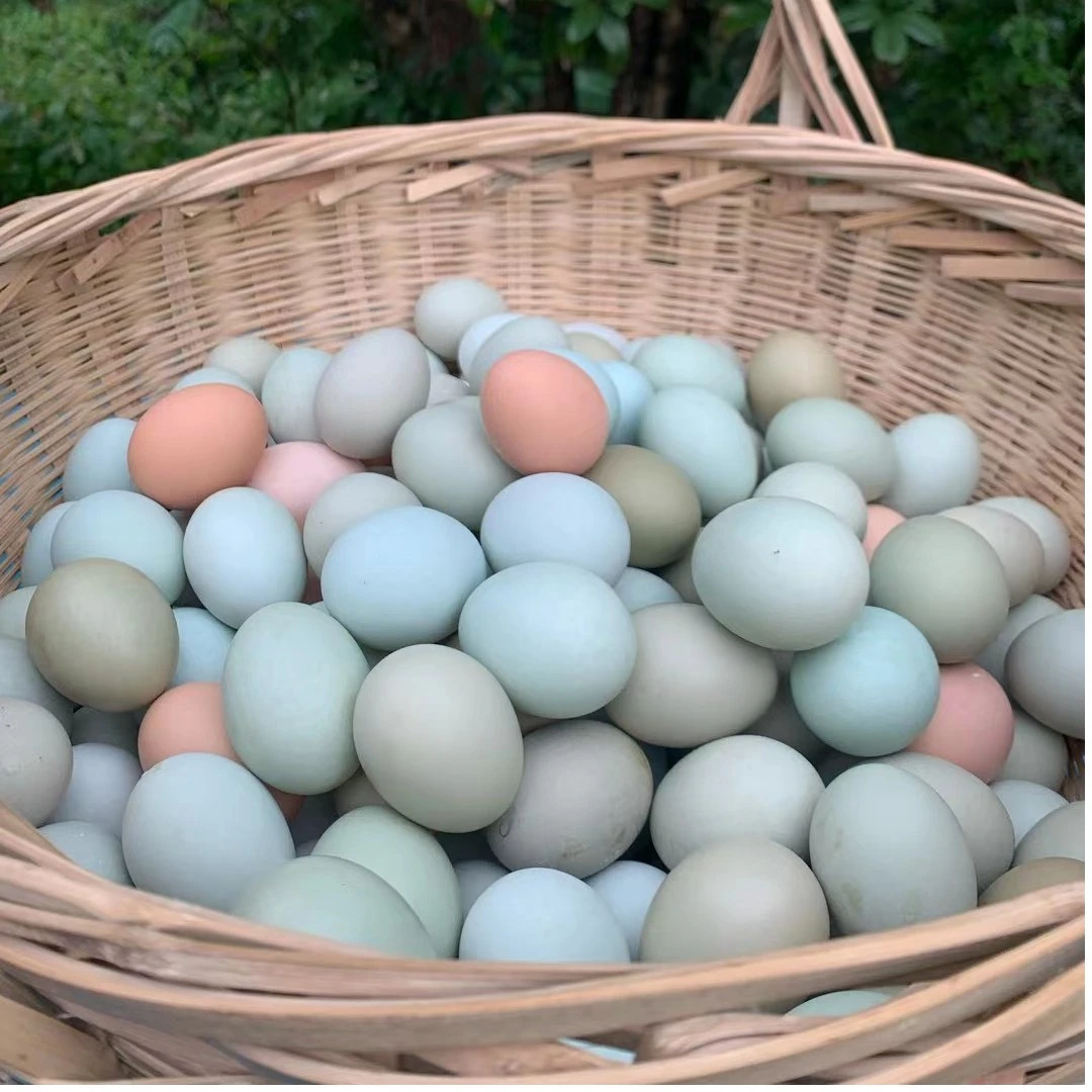 40个大于3.5斤农家散养鸡蛋宝宝吃了营养包破损新鲜特色
