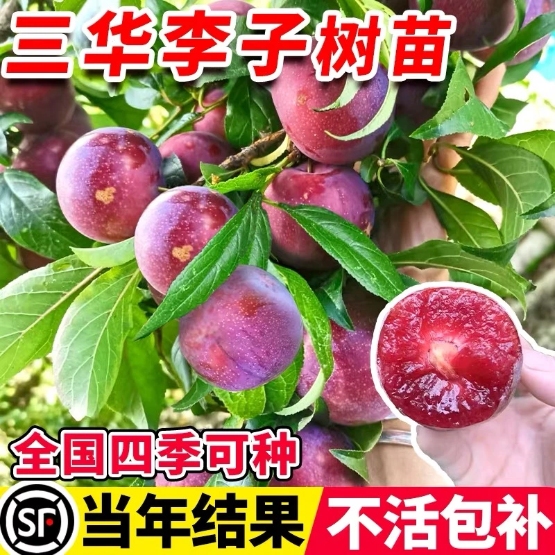 钱排三华李子树苗红心新品种特大嫁接蜂糖李北南方种植水果树果苗