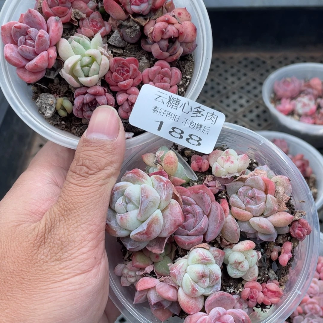 云糖心多肉植物188