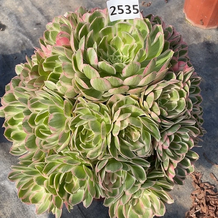 孔雀翎2535号多肉植物