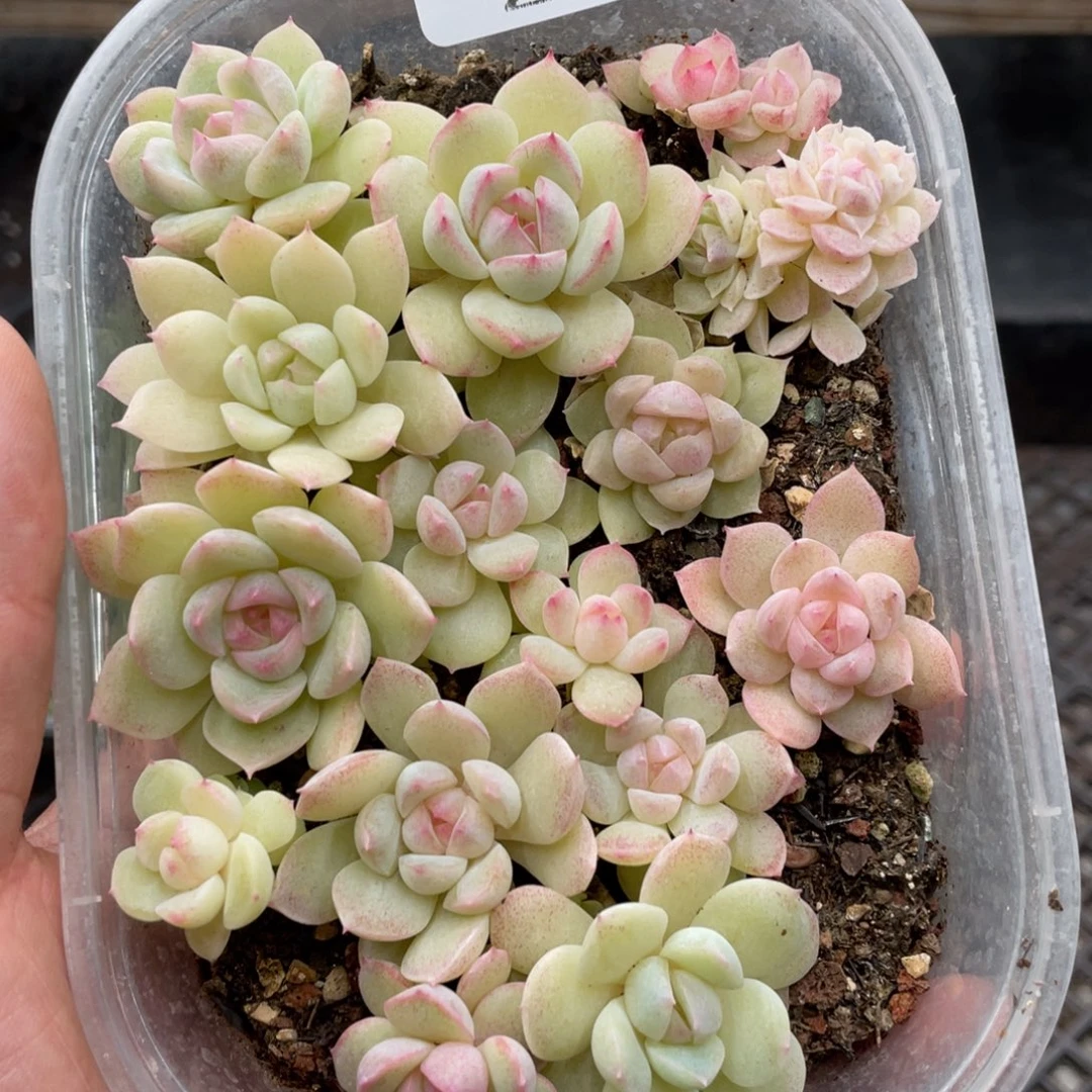 云糖心多肉植物219