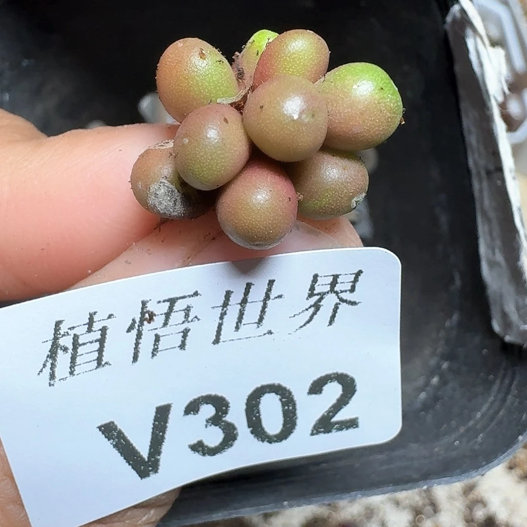 302号多肉植物哇f vv