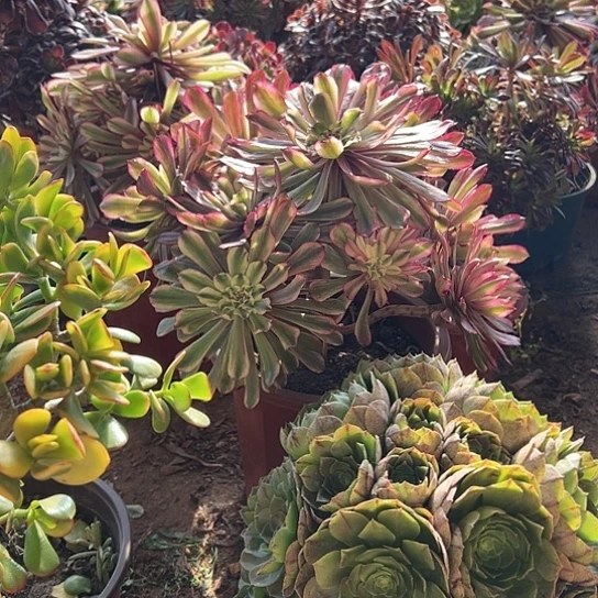 芹**话多肉植物麻将法师