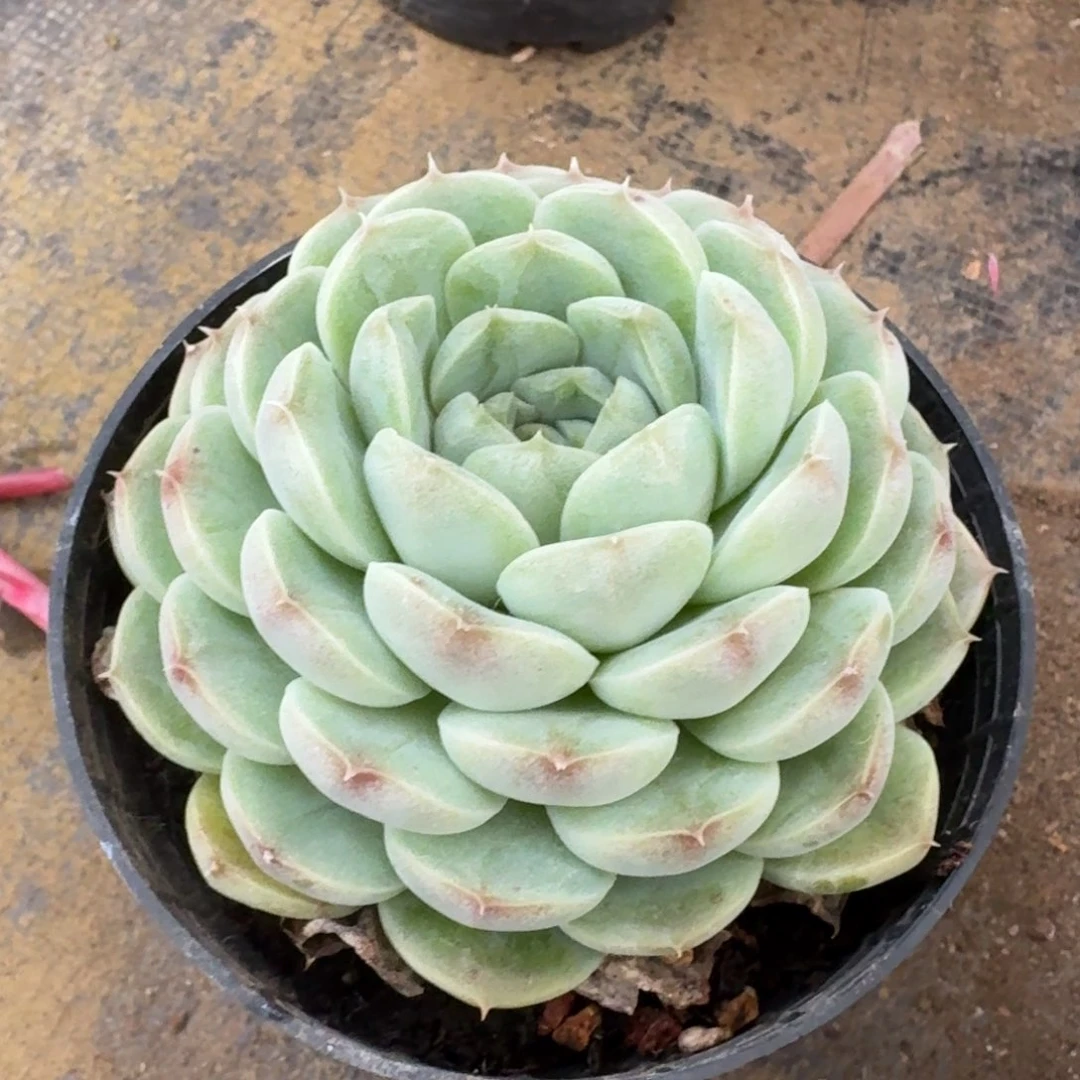 多肉杂交一物一拍27-111