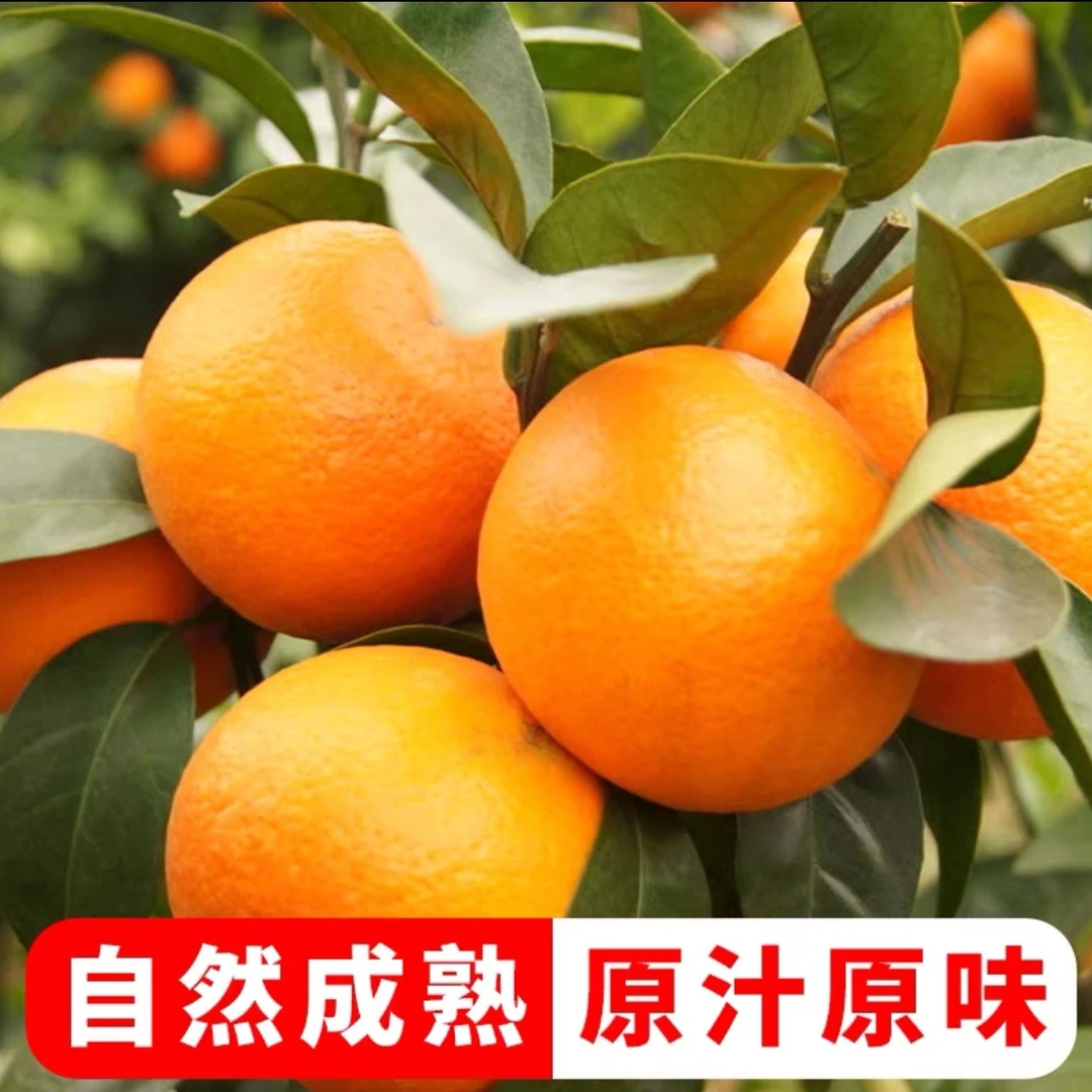 清甜可口沃柑-500g广西壮族自治区