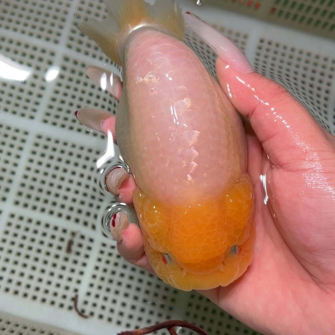 月***干金鱼拍包装包邮不拍包装运费到付