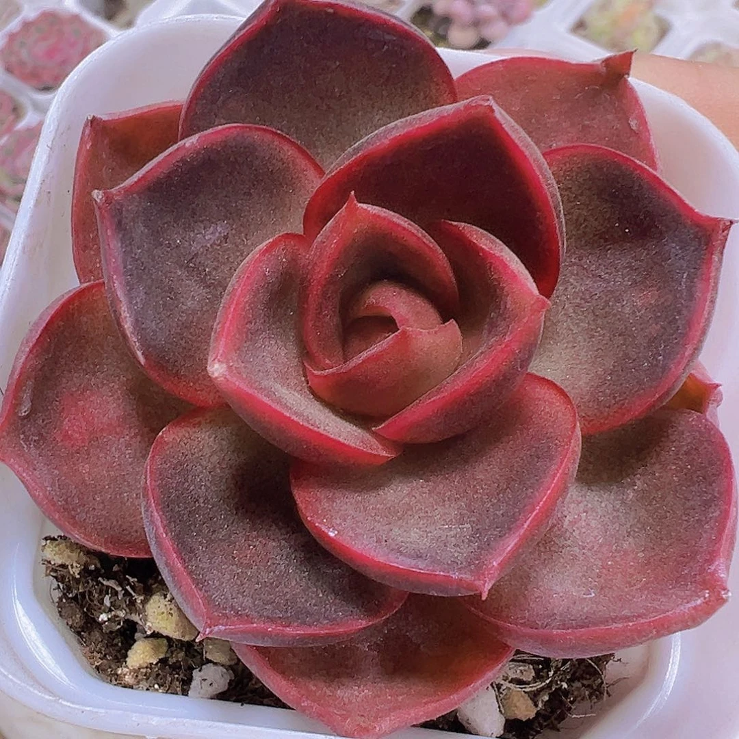 红灯19包邮多肉植物