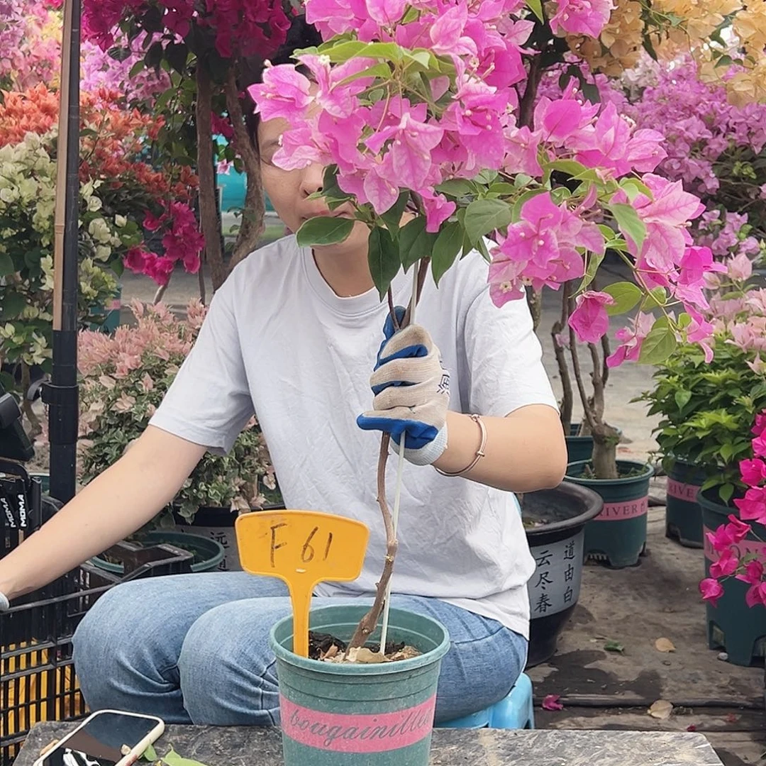 雨***3大部分花苞少量开放F61漳红樱