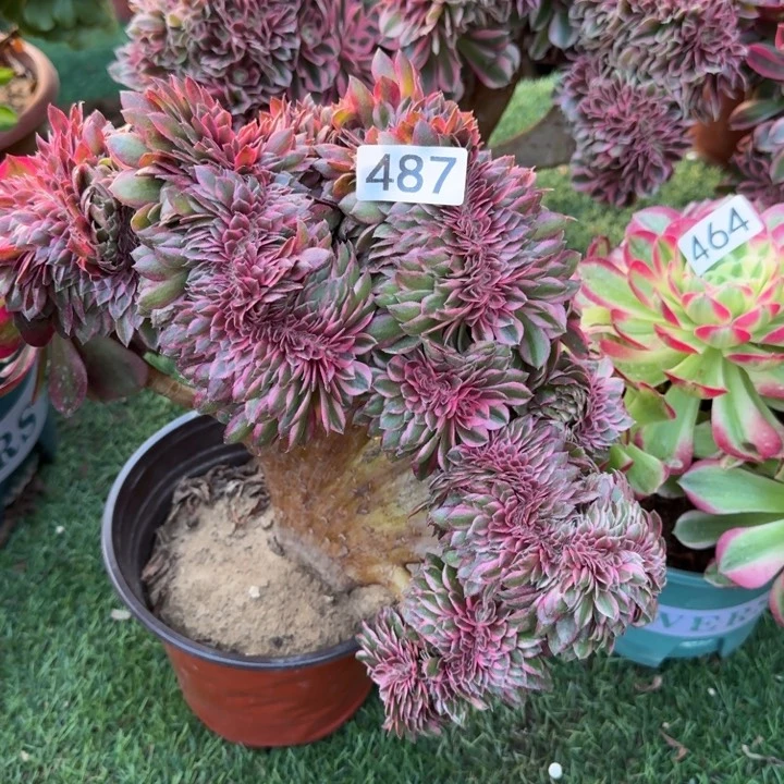 荔枝法师进缀化487