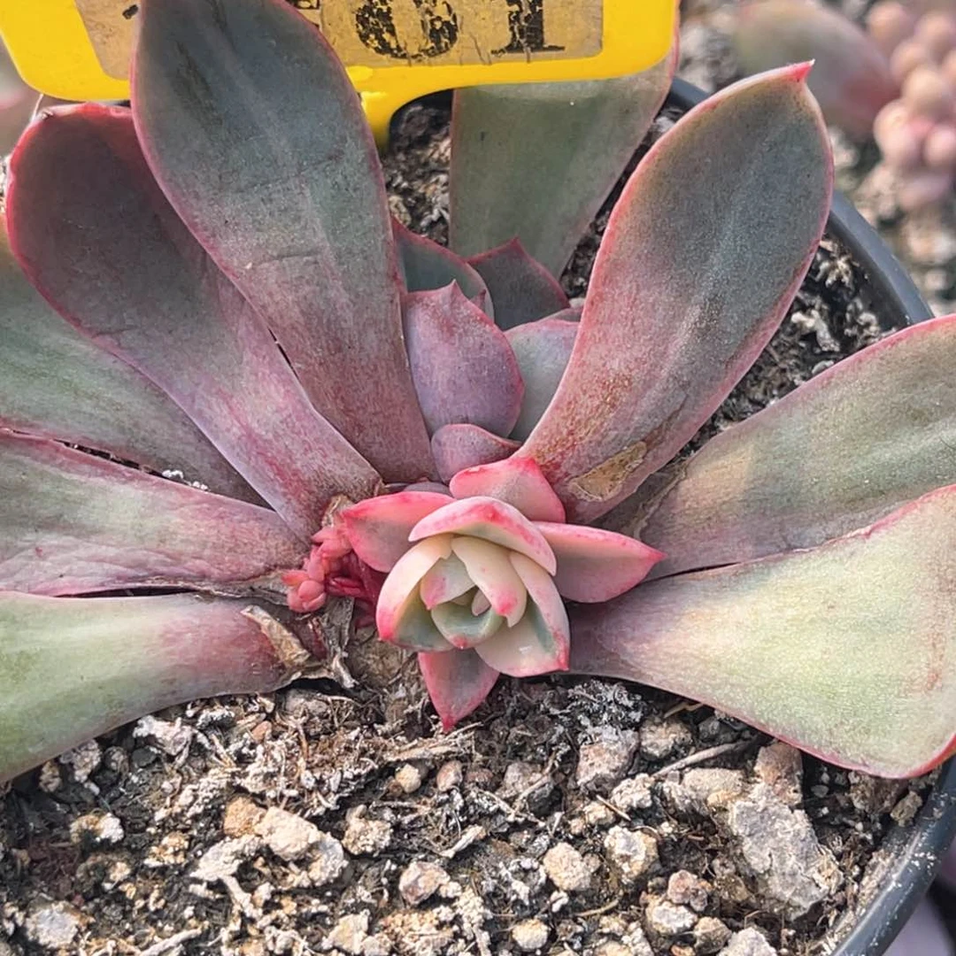 帝*皇多肉特价赫拉锦3501