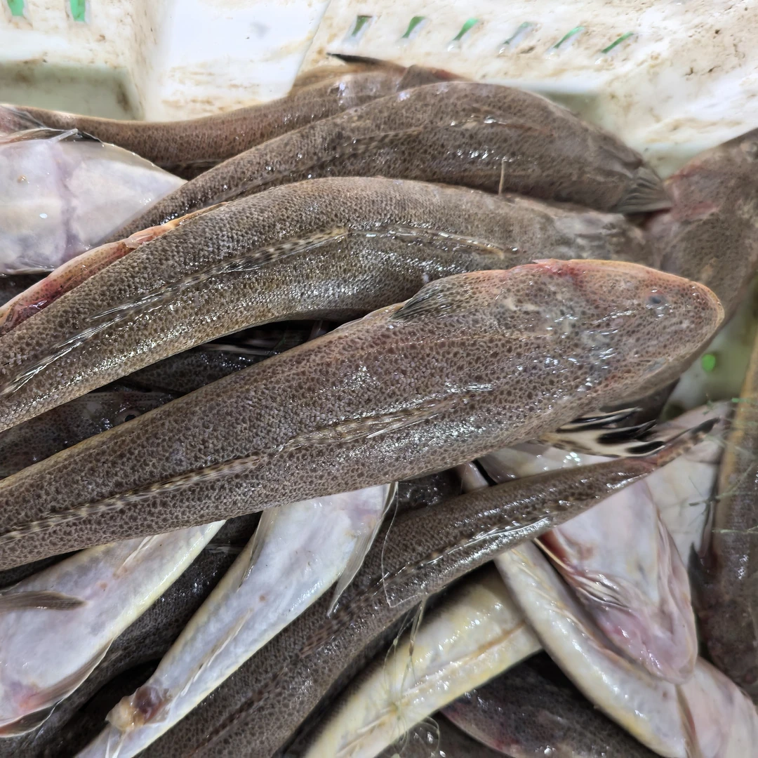 渤海湾野生辫子鱼牛尾鱼冰鲜非冷冻！8-10条