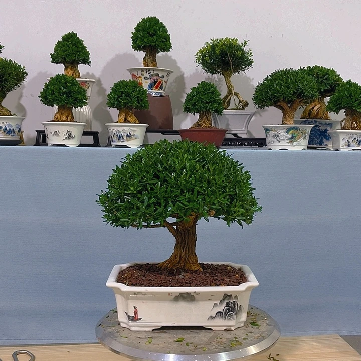 義***言无花朵浙江黄杨一树一拍