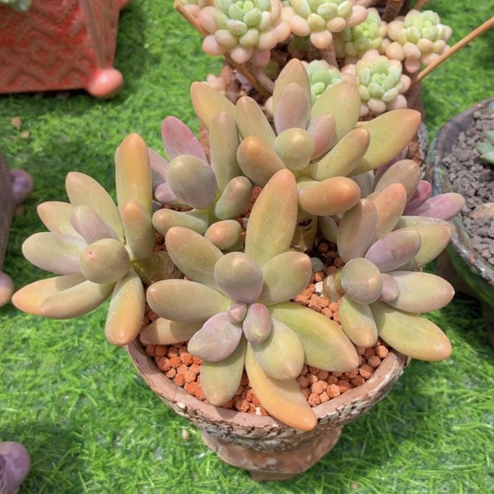 糖***凉多肉乐园专拍糖果美人