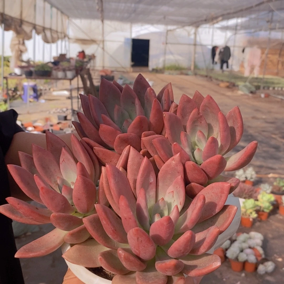 桃花源双头起发两盆