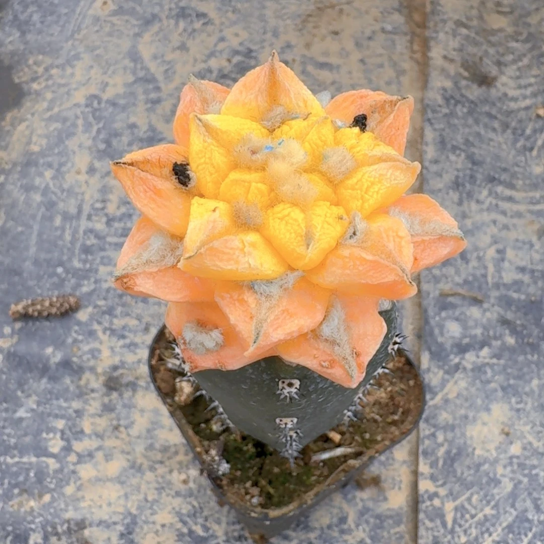 甜***我仙人球早晨开花一个