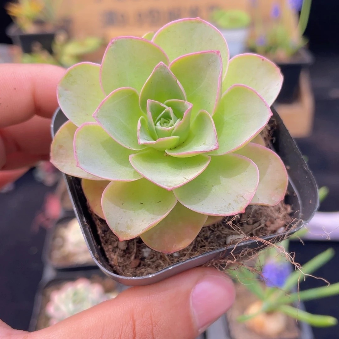 帕尔马玫瑰多肉9.9包邮发货