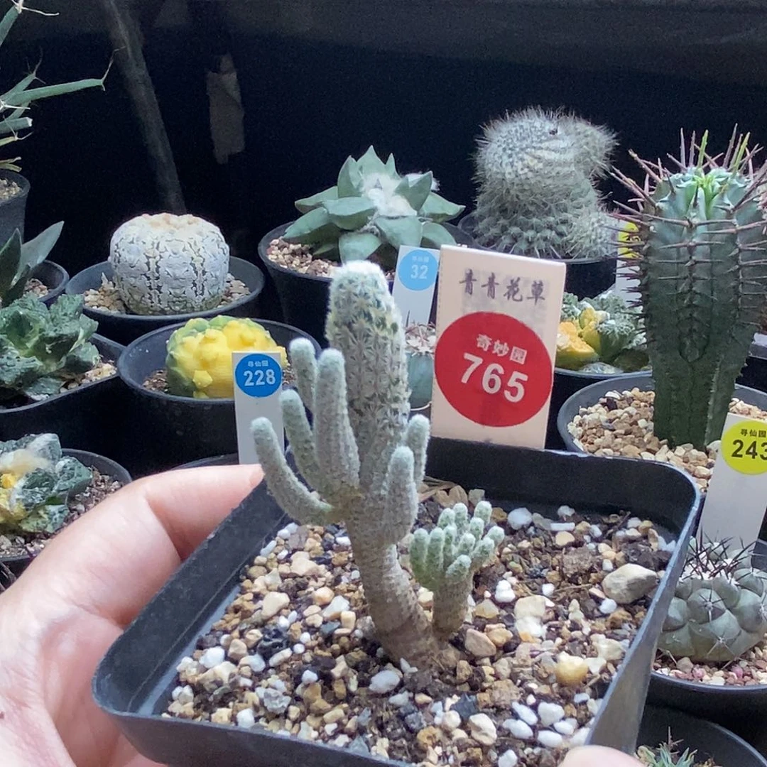 实生迷你牧师群一颗仙人球