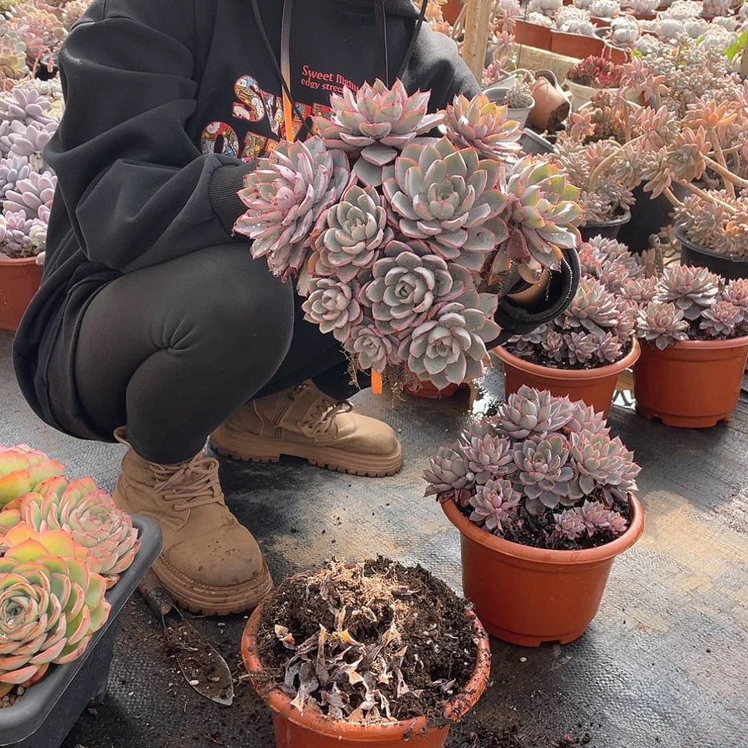 赫拉13.9 量拍多肉