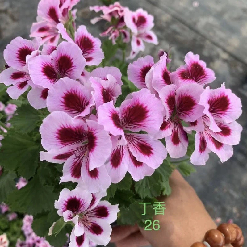 丁香 大花蝴蝶梅
