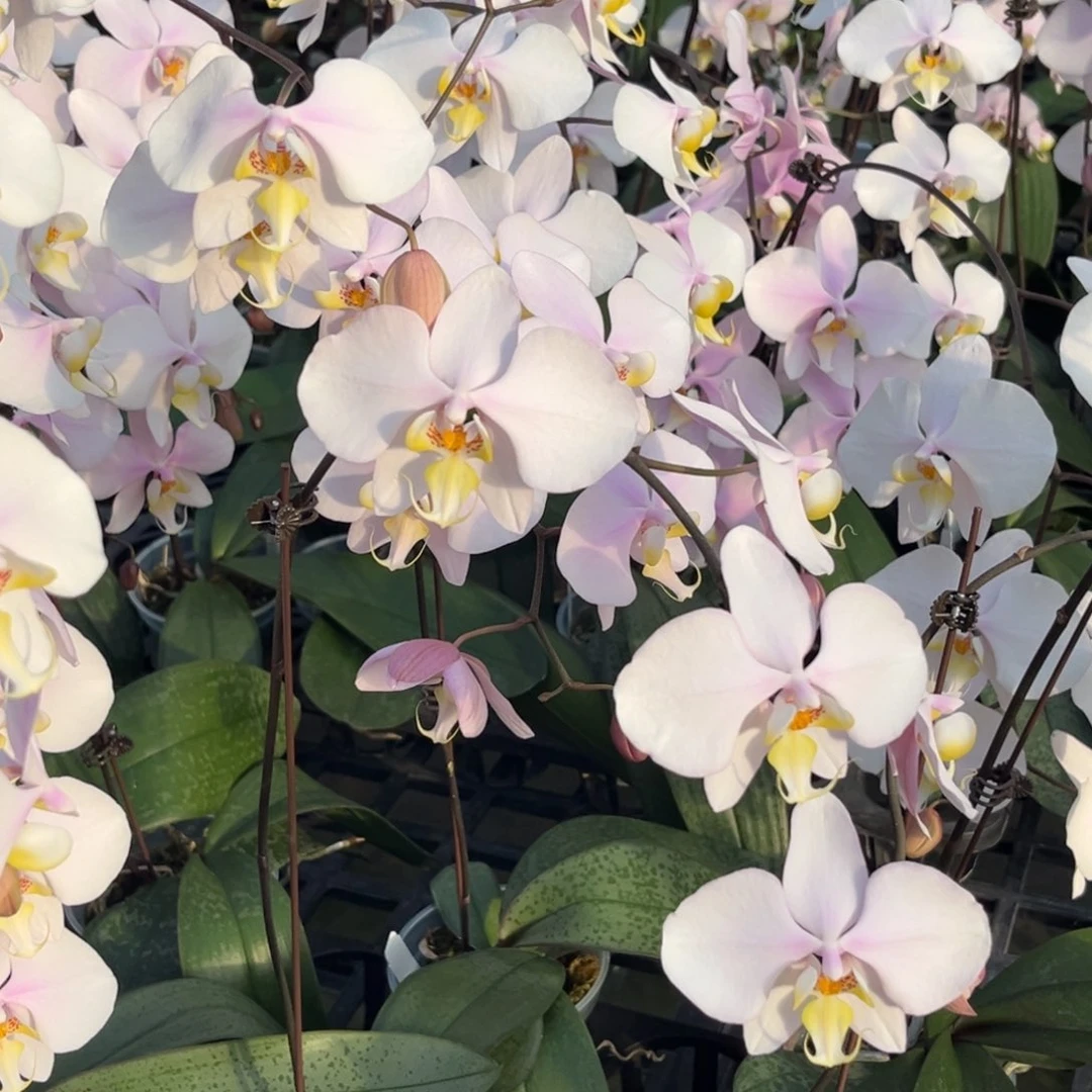 无花朵3寸山採西交沙巴阿妈开花株