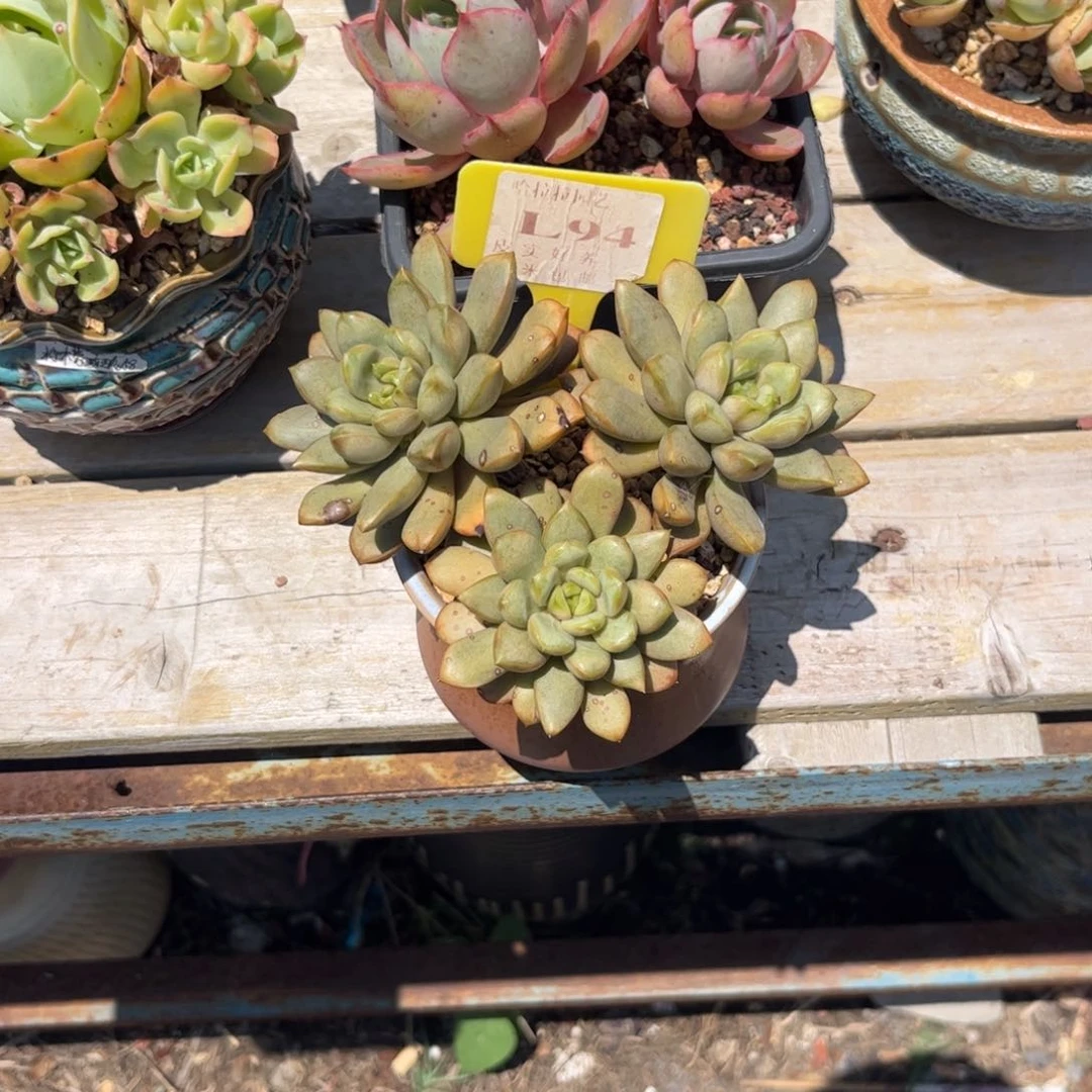 S****o多肉植物11111111