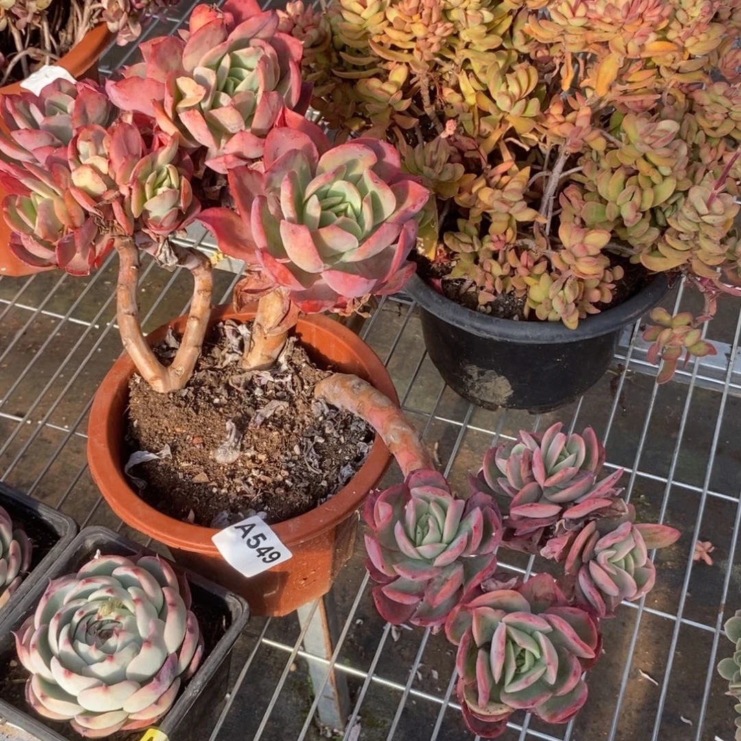 549绮罗仙子一物一拍