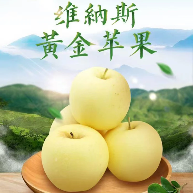 甘肃天水维纳斯黄金苹果 香甜可口【5斤礼盒装】