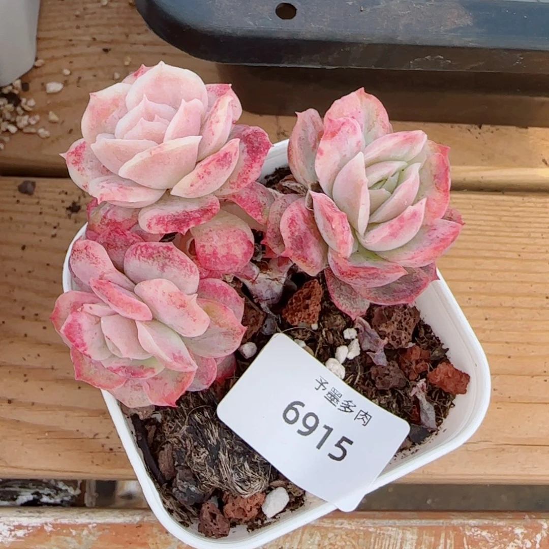 泡泡纱裙，6915多肉植物